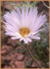 Aster, Aster sp