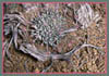 Buckwheat, Eriogonum sp
