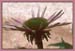 Coneflower, Echinacea sp