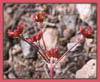 Buckwheat, Eriogonum sp