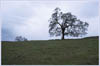 Valley Oak, Quercus lobata