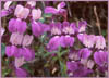 Purple Chinese Houses, Collinsia heterophylla