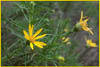 Bush Sunflower, Ericameria linearifolia