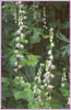 Fringe Cups, Tellima grandiflora