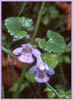 Mint, Salvia sp