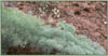 Columbia Desert  Parsley, Lomatium columbianum