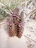 Desert Broomrape, Orobanche cooperi