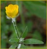Buttercup, Ranunculus sp
