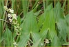 Broadleaf Arrowhead, Sagittaria latifolia