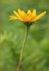 Sunflower, Helianthus sp