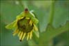 Sunflower, Unknown Sunflower