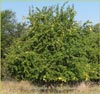 Osage orange, Maclura pomifera