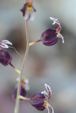 Streptanthus glandulosus ssp. glandulosus; Bristly Jewelflower  