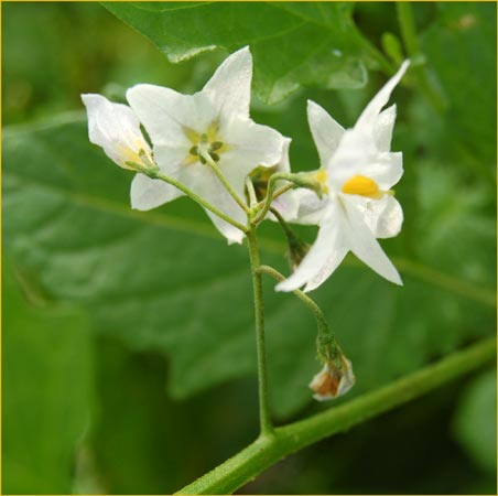 Douglas Nightshade, Solanum douglasii