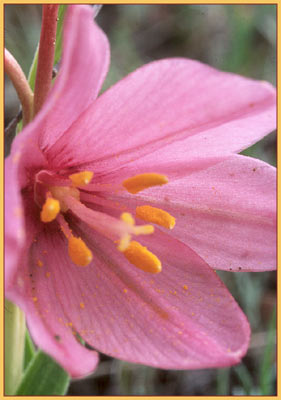 Fritillaria pluriflora, Adobe Lily