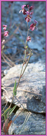 Streptanthus glandulosus ssp secundus, Bristly Jewelflower