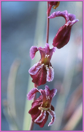Bristly Jewelflower, Streptanthus glandulosus ssp secundus