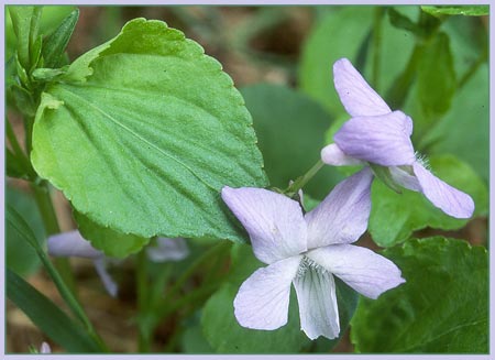 Long Spurred Violet, Viola rostrata