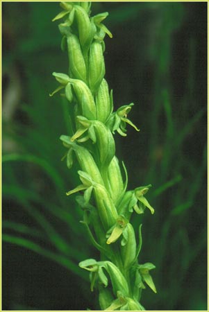 Platanthera hyperborea, Northern Green Bog Orchid
