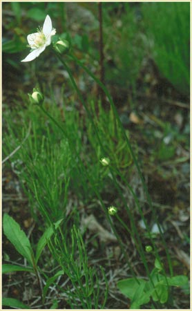 Parnassia palustris, Grass of Parnassus