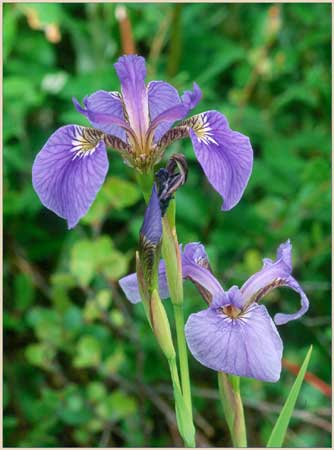 Blue Flag Iris, Iris setosa ssp interior
