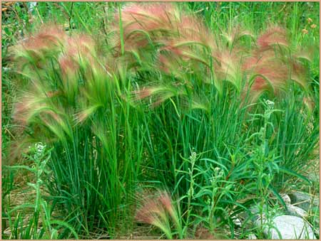 Squirreltail Grass, Hordeum jubatum