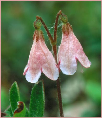 Linnaea borealis ssp americana, Twinflower