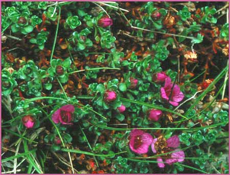 Saxifraga oppositifolia ssp opposititolia, Purple Mountain Saxifrage