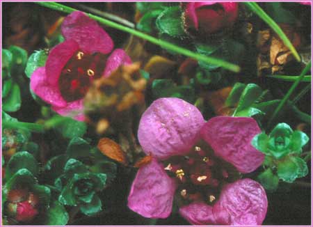 Purple Mountain Saxifrage, Saxifraga oppositifolia ssp opposititolia