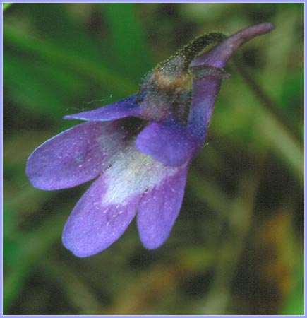 Bog Violet, Pinguicula vulgaris