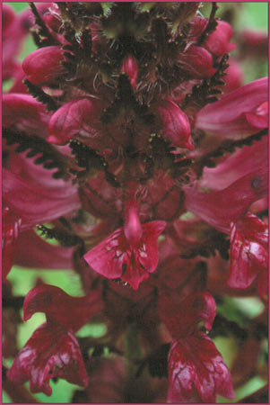 Pedicularis kanei, Woolly Lousewort