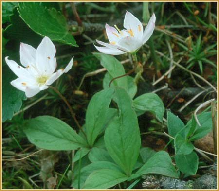Arctic Starflower, Trientalis europea ssp arctica