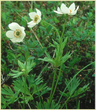 Anemone narcissiflora, Narcissus Flowered Anemone