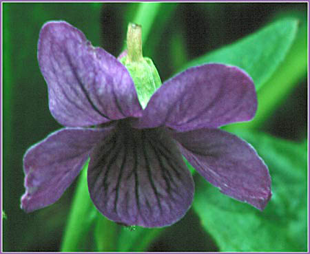 Viola selkirkii, Selkirks Violet