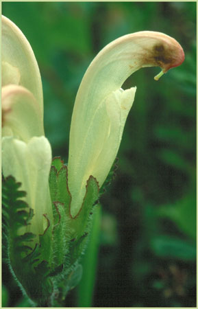 Pedicularis capitata, Capitate Lousewort