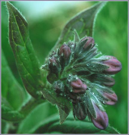 Salvia sp, Mint
