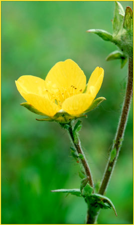 Potentilla uniflora, One Flowered Cinquefoil