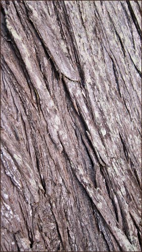 Monterey Cypress, Hesperocyparis macrocarpa