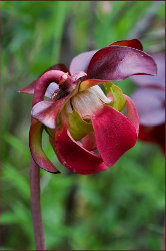 Pitcher Plant, Sarracenia purpurea