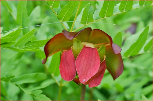 Sarracenia purpurea, Pitcher Plant