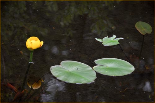 Yellow Pond Lily, Nuphar luteum