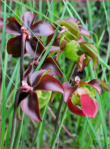 Pitcher Plant, Sarracenia purpurea