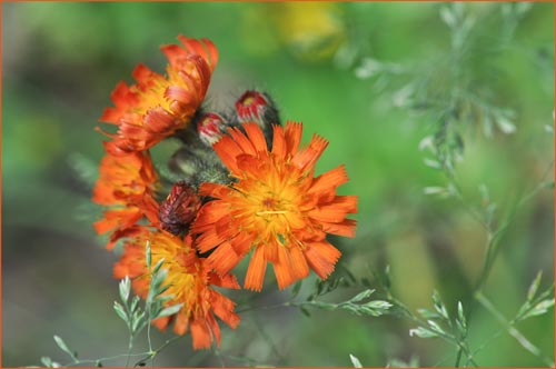 Orange Hawkweed, Hieracium aurantiacum