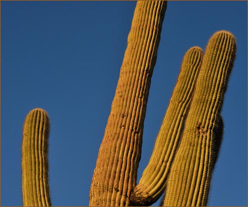 Saguaro, Carnegiea gigantea