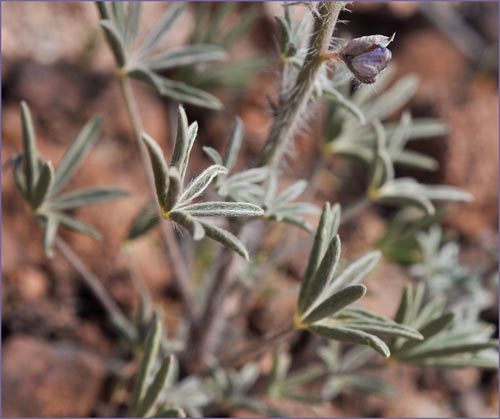 Desert Lupine, Lupinus sparsiflorus
