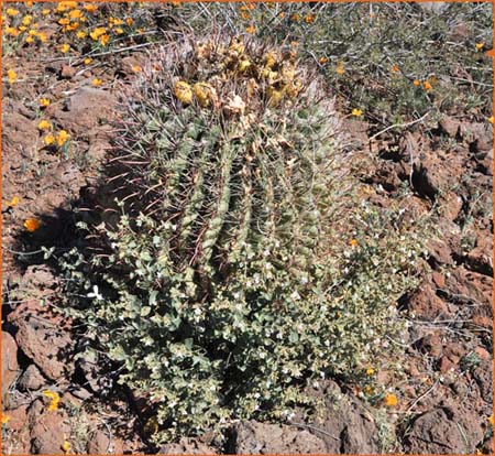 Ferocactus sp, Barrel Cactus