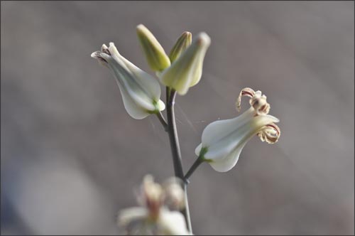 Arizona Jewelflower, Streptanthus carinatus ssp arizonicus
