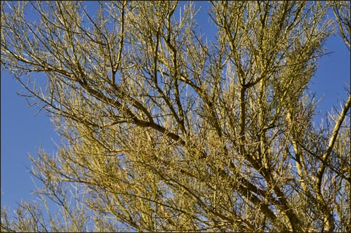 Parkinsonia florida, Blue Palo Verde Tree