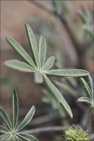 Lupinus sparsiflorus, Desert Lupine