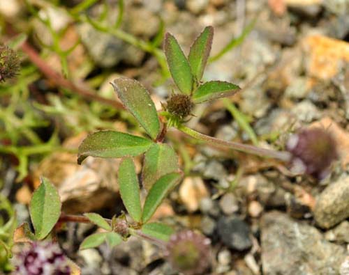 Whitetip Clover, Trifolium variegatum